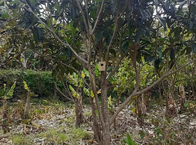 Adega Perola בית נופש